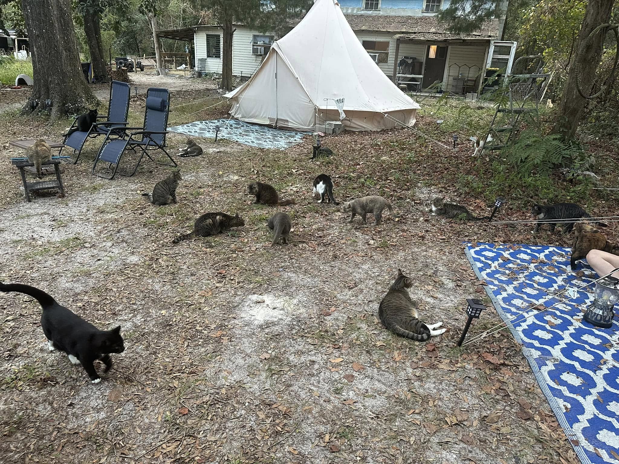 Καταφύγιο για γάτες ή Αirbnb; Και τα δύο-1