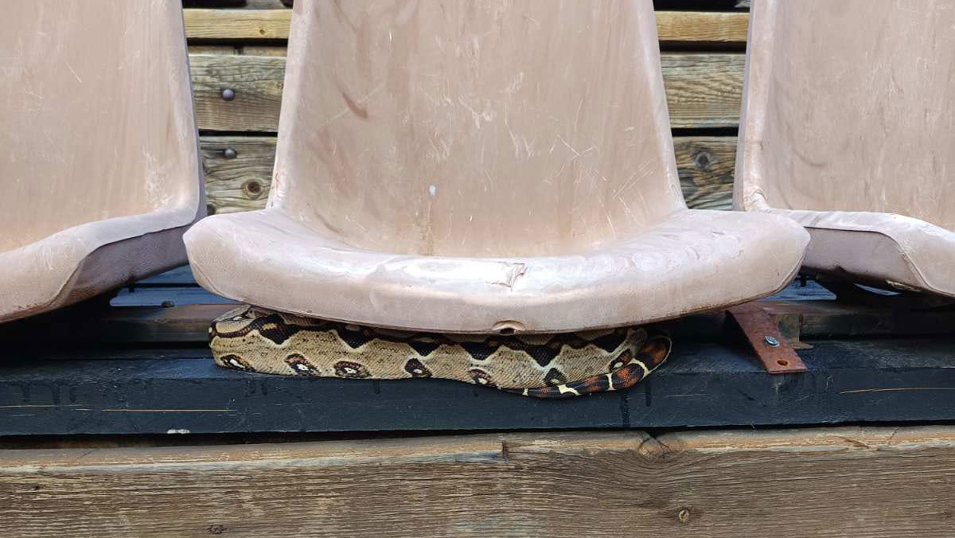 Φιλοπάππου: Εντοπίστηκε βόας κάτω από κάθισμα στο θέατρο «Δόρα Στράτου»-1