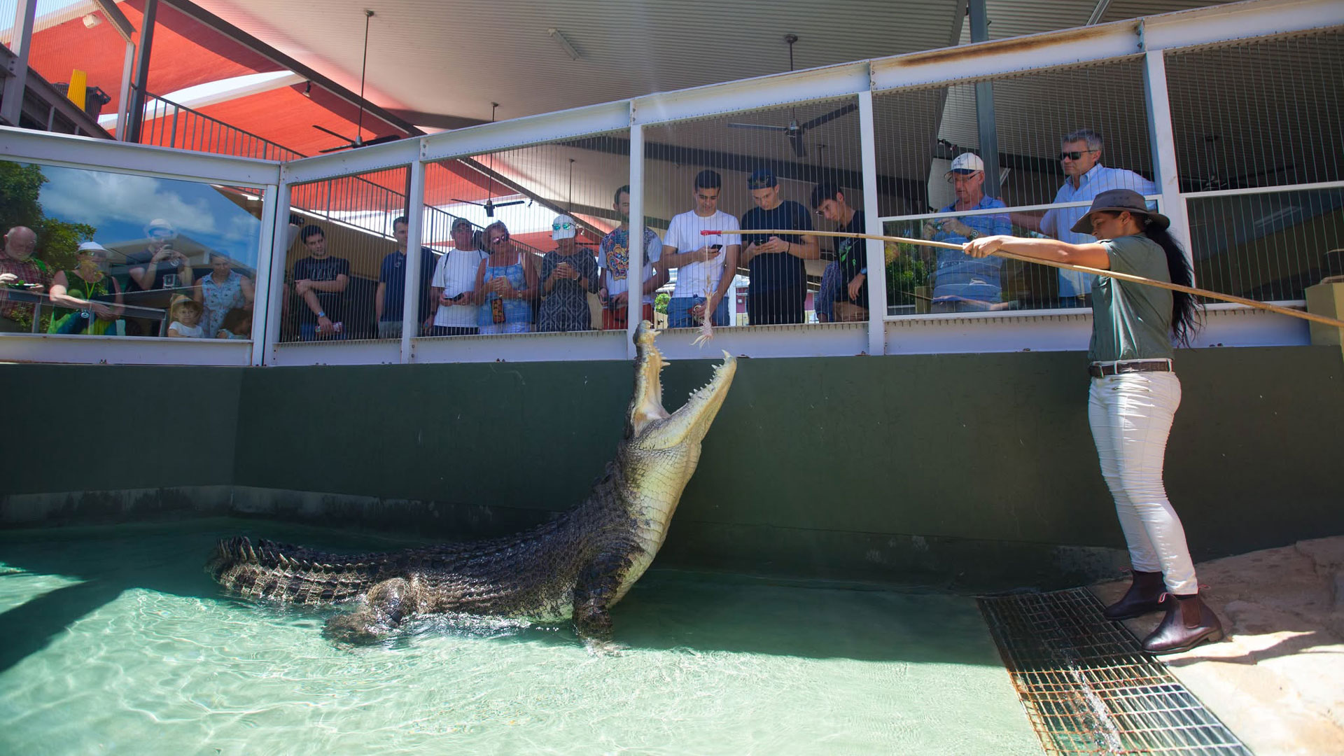 Πέθανε ο κροκόδειλος από την ταινία «Ο Κροκοδειλάκιας»-2