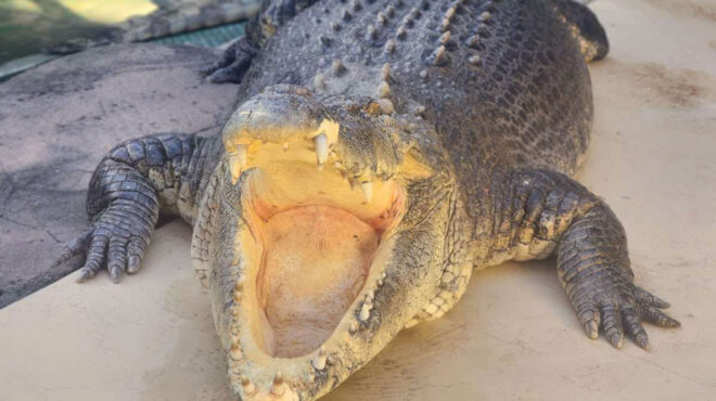 πέθανε-ο-κροκόδειλος-από-την-ταινία-ο-563388991