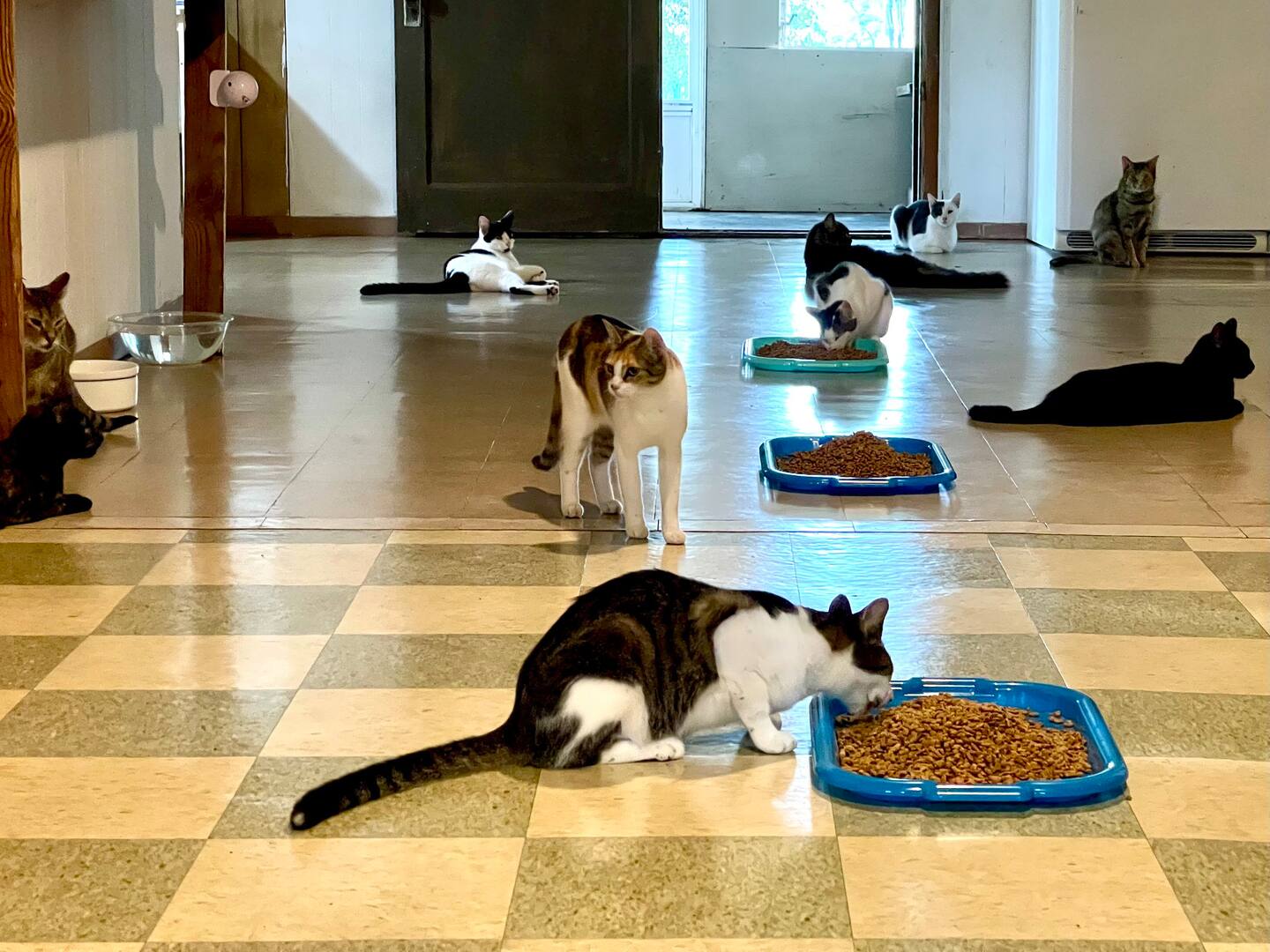 Καταφύγιο για γάτες ή Αirbnb; Και τα δύο-5