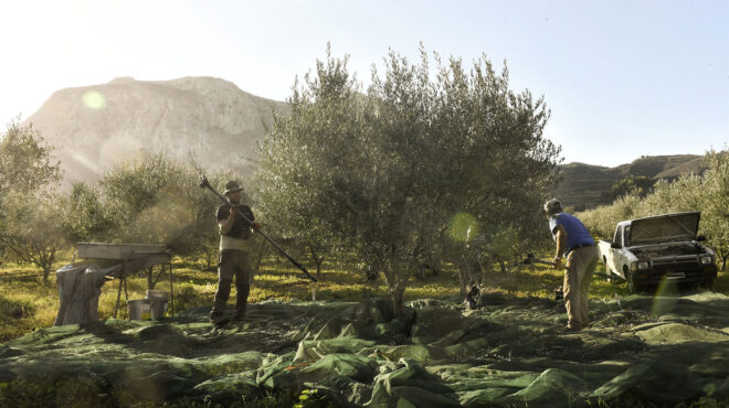 πέφτει-η-τιμή-του-λαδιού-ανεβαίνει-του-563383438