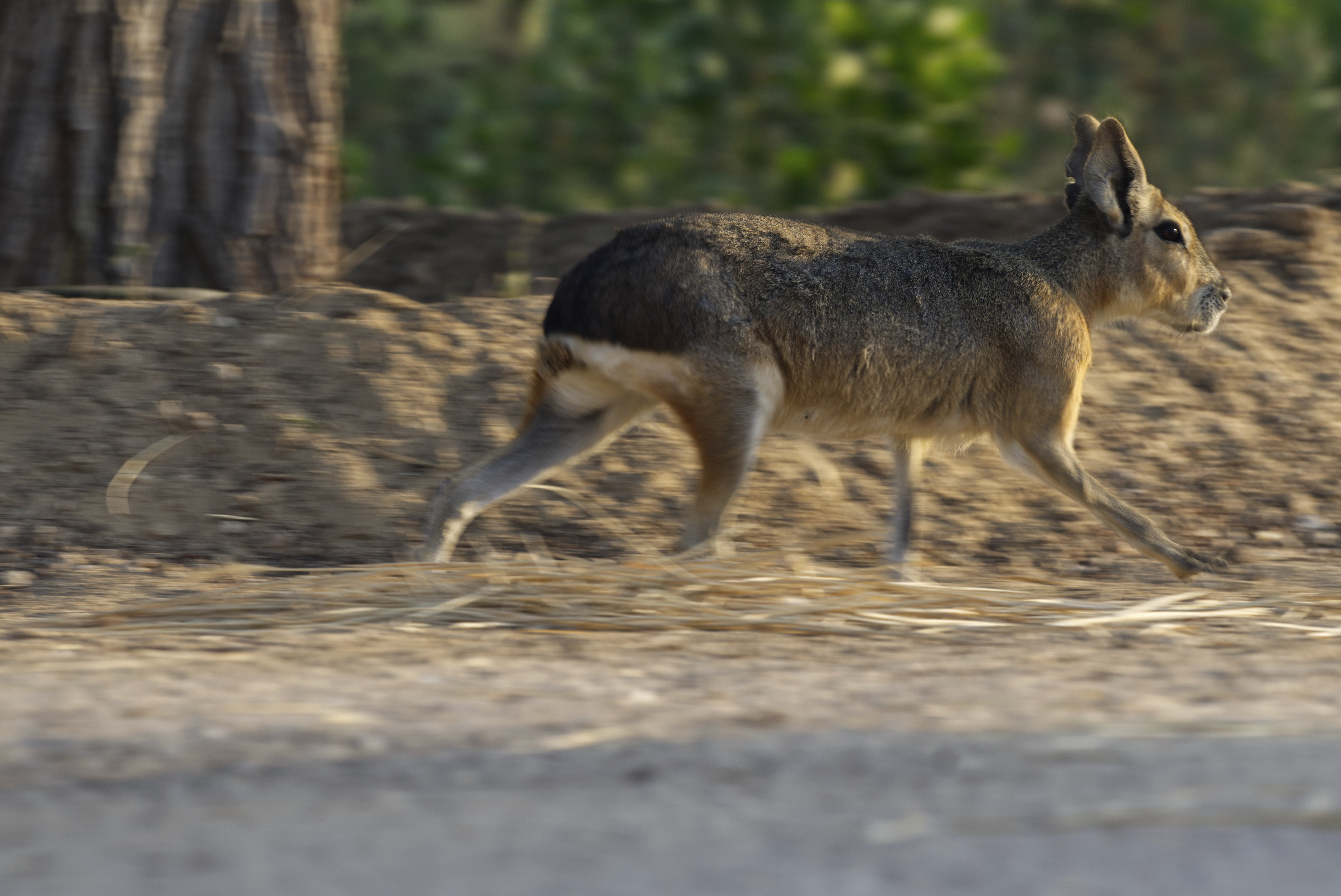 Από την Παταγονία στο Ντουμπάι: Η μυστήρια διαδρομή ενός αργεντίνικου τρωκτικού-3