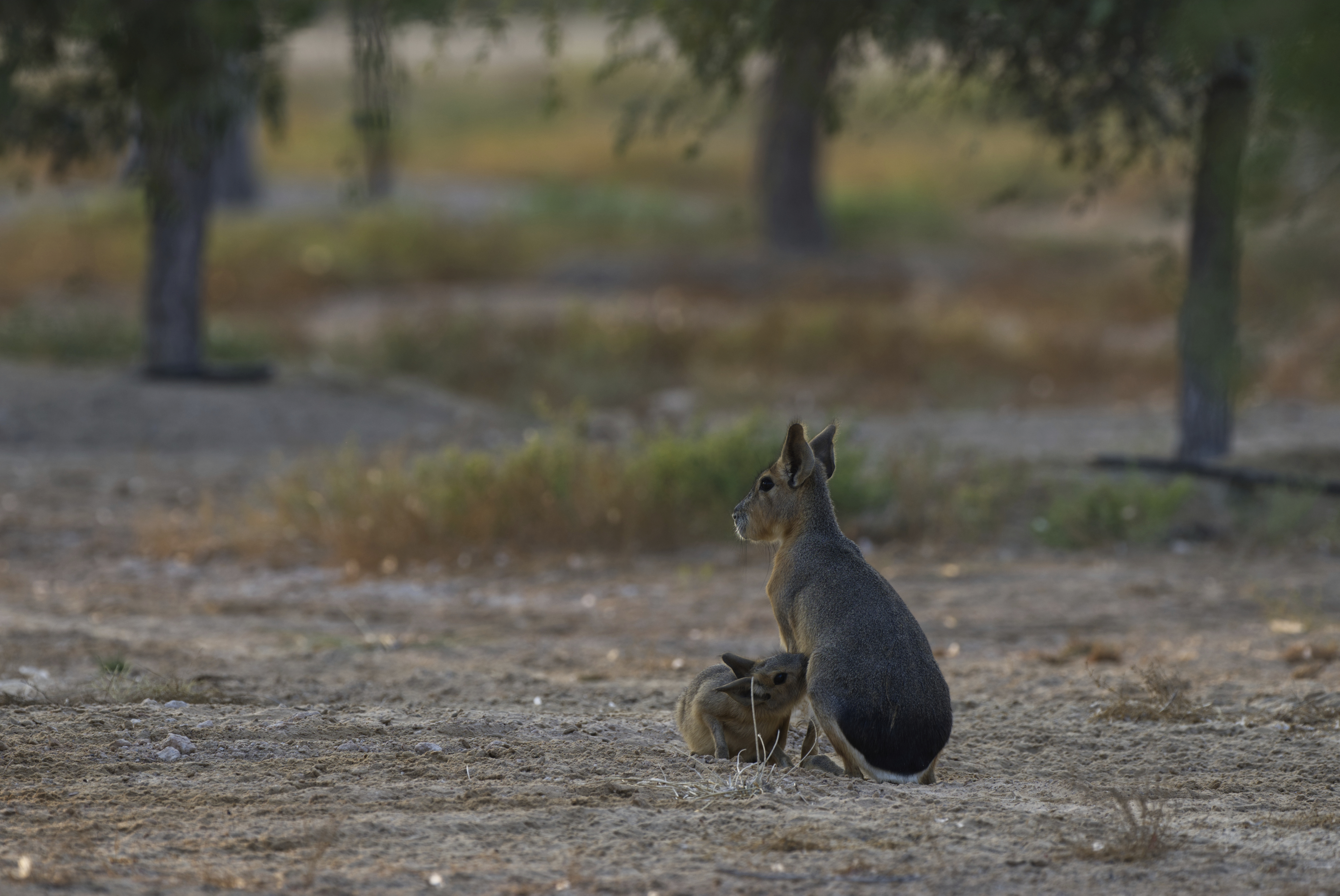 Από την Παταγονία στο Ντουμπάι: Η μυστήρια διαδρομή ενός αργεντίνικου τρωκτικού-1