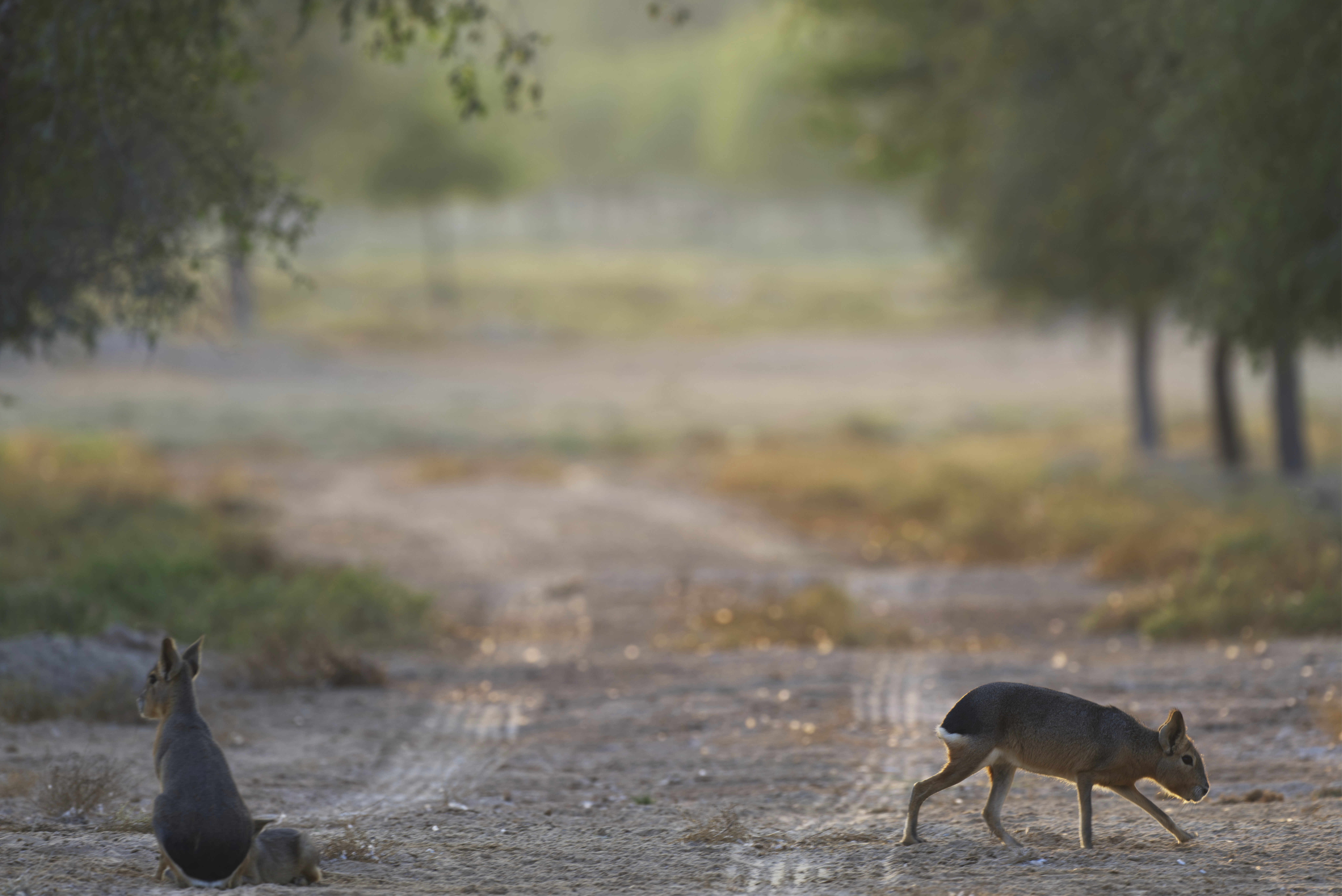 Από την Παταγονία στο Ντουμπάι: Η μυστήρια διαδρομή ενός αργεντίνικου τρωκτικού-2