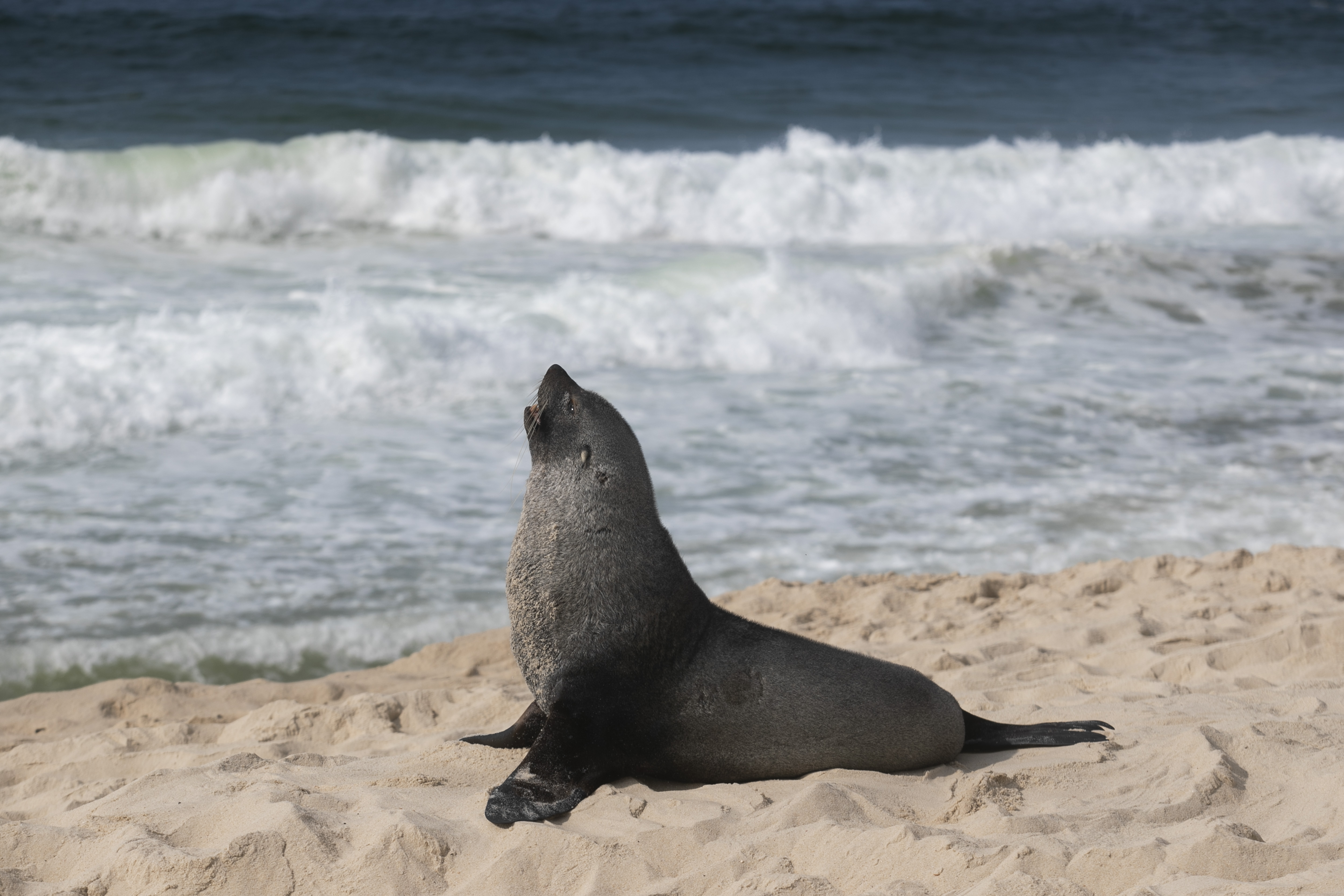 Τι γυρεύει μια γουνοφόρος φώκια στο καλοκαιρινό Ρίο ντε Τζανέιρο;-1