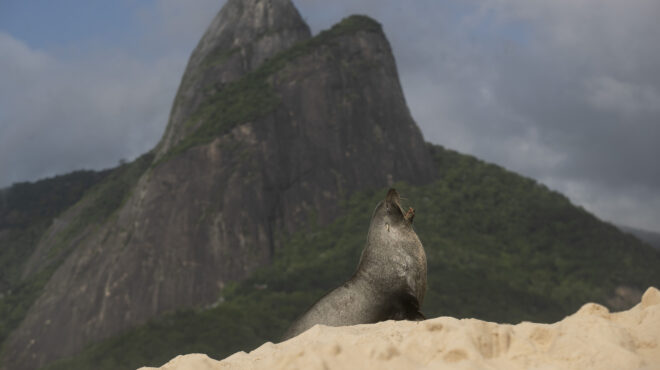 τι-γυρεύει-μια-γουνοφόρος-φώκια-στο-κα-563381530