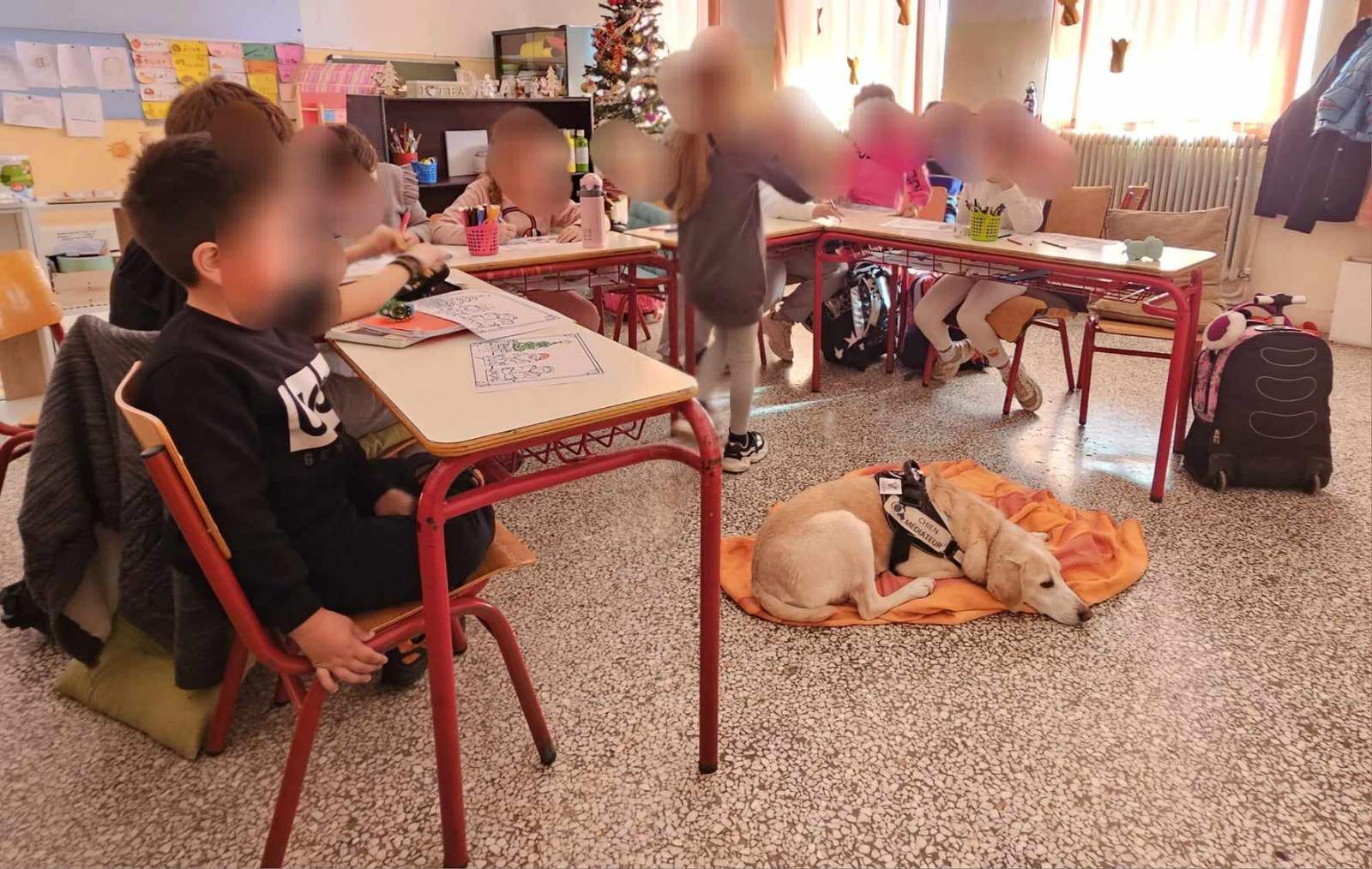 «Σήμερα θα δει τις ασκήσεις σας ο Αξελ» – Σκύλοι σε ρόλο εκπαιδευτικού διαμεσολαβητή-3