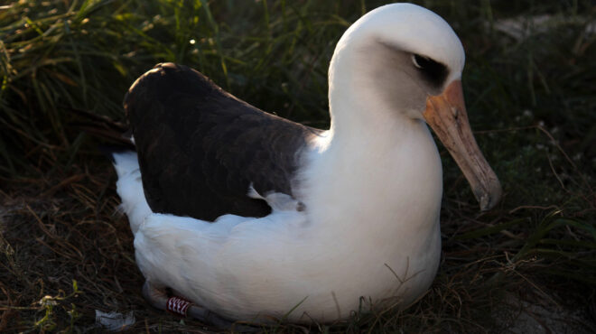η-σάρα-των-πτηνών-το-γηραιότερο-πουλ-563357497