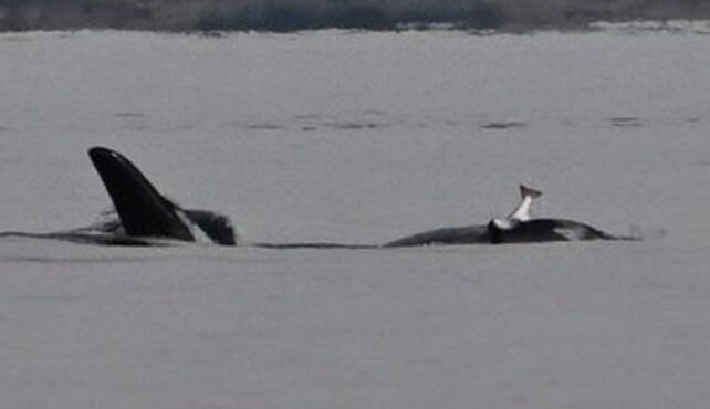 το-ταξίδι-ρεκόρ-μιας-φάλαινας-για-να-563359291