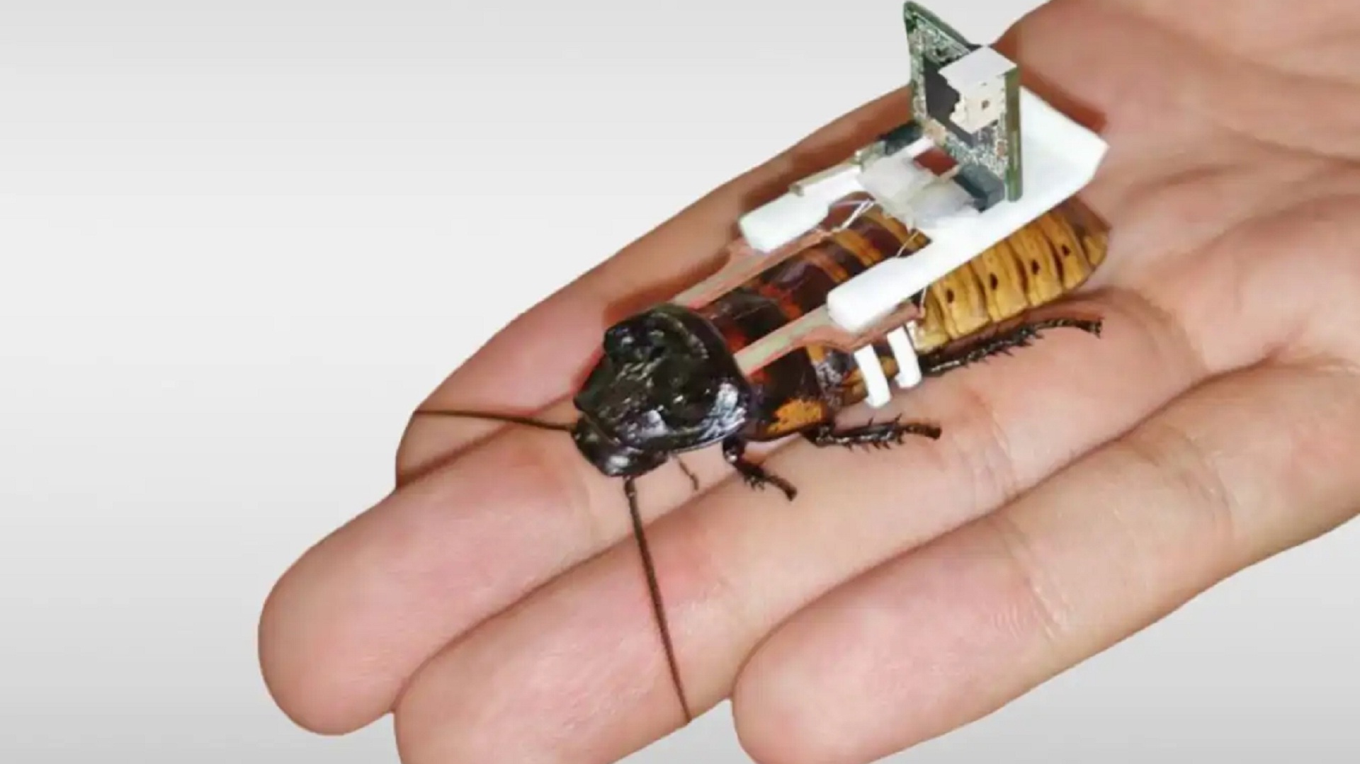 Βιονικές κατσαρίδες, οι ανιχνευτές και διασώστες του μέλλοντος-2