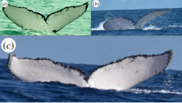 Το ταξίδι – ρεκόρ μιας φάλαινας για να βρει ταίρι-2