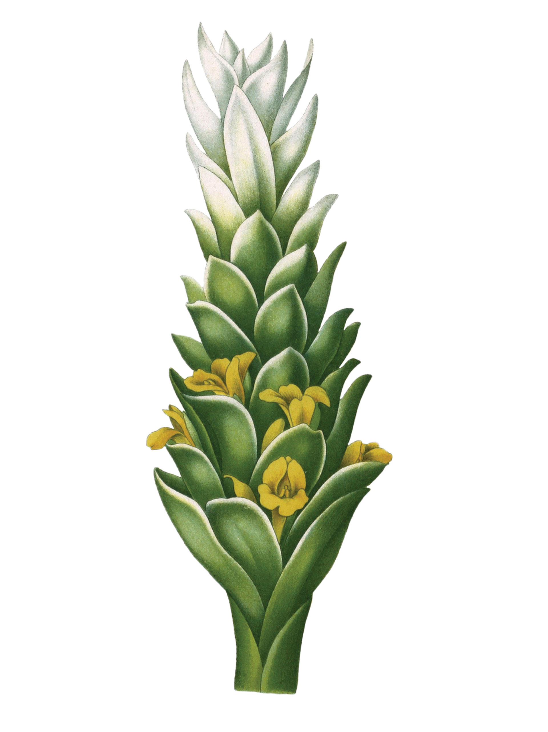 Το μπαχαρικό που προστατεύει από την πρόωρη γήρανση και βοηθά την πέψη-1