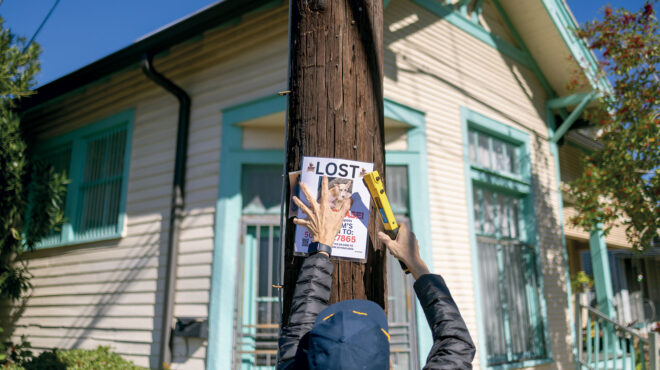 πώς-ένας-αδέσποτος-σκύλος-έγινε-viral-σε-όλ-563382277