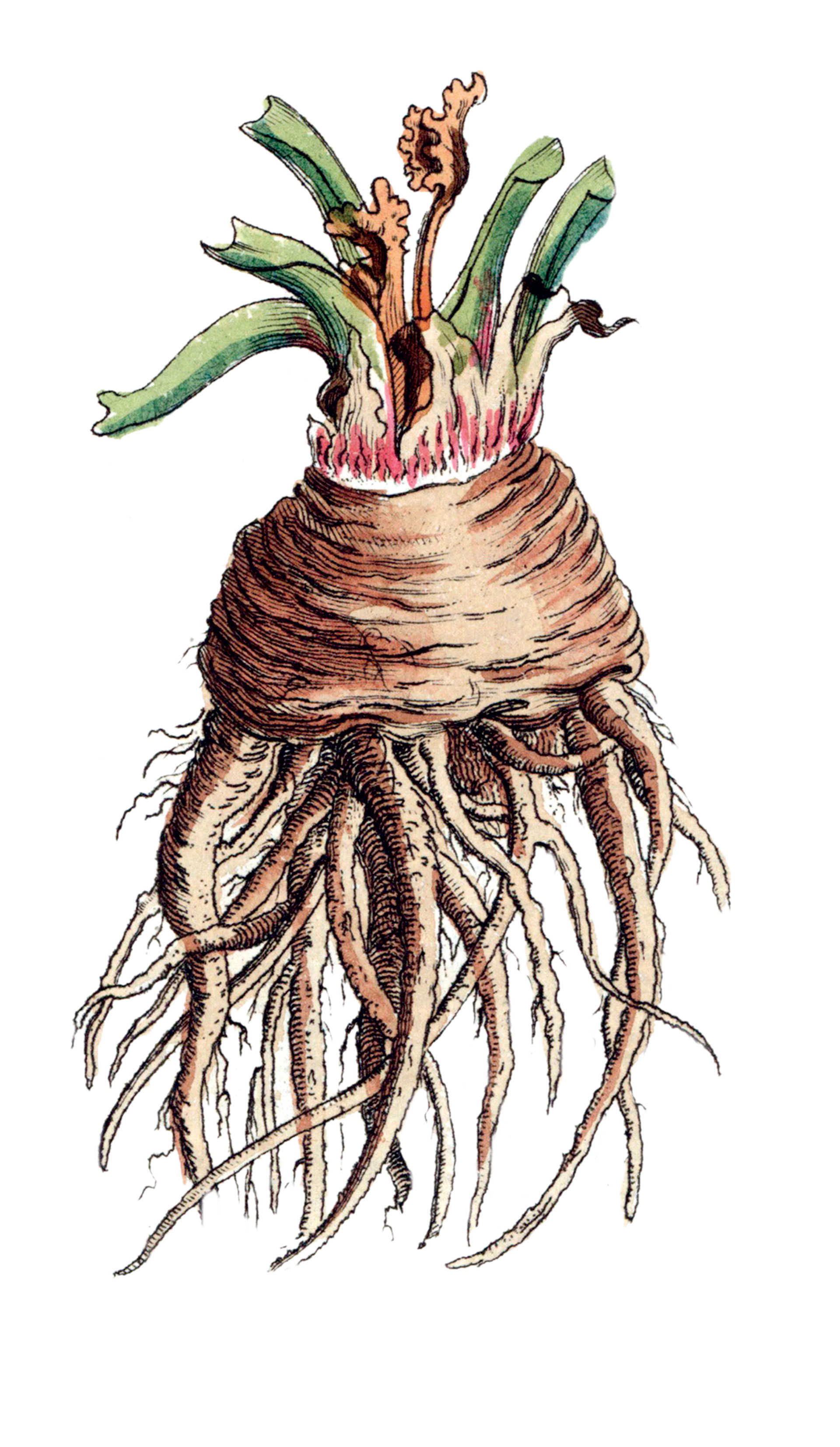 Το λαχανικό που έδωσε το όνομά του σε πολλές πόλεις των Αρχαίων Ελλήνων-1