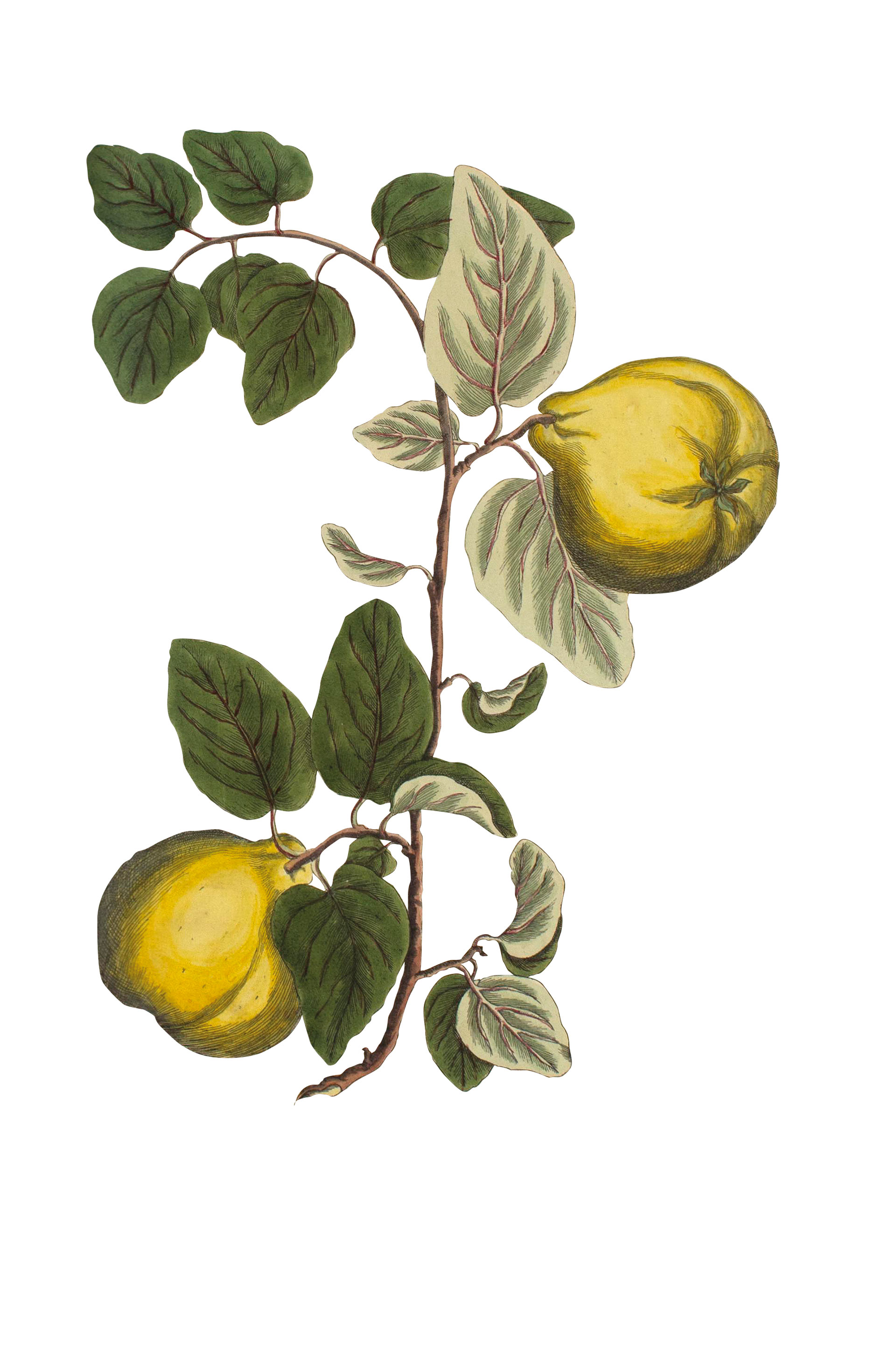 Το φρούτο που κάνει καλό στο δέρμα και τις κοιλιακές παθήσεις-1