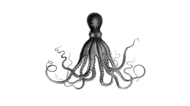 πώς-τα-χταπόδια-ξεσκεπάζουν-την-υποκρ-563358202