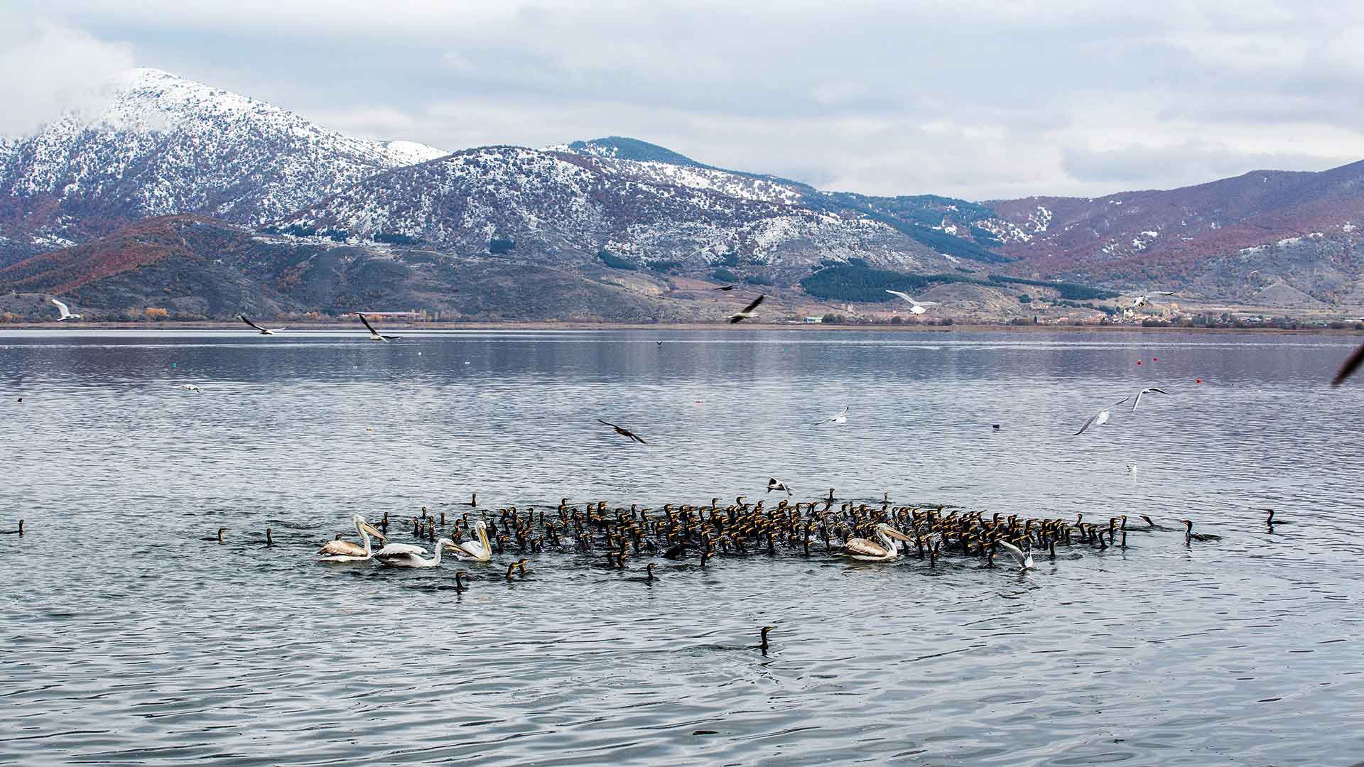 Χριστούγεννα στην ορεινή Μακεδονία-5
