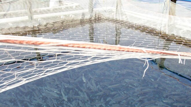 μείωση-τιμών-και-παραγωγής-ψαριών-το-2023-563394106