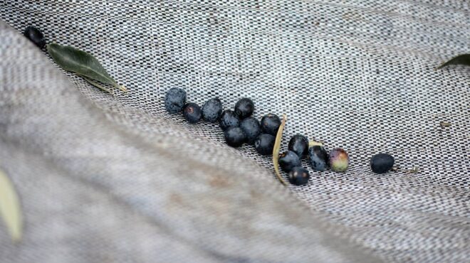 ηράκλειο-συνελήφθη-για-κλοπή-ελαιόκα-563375623