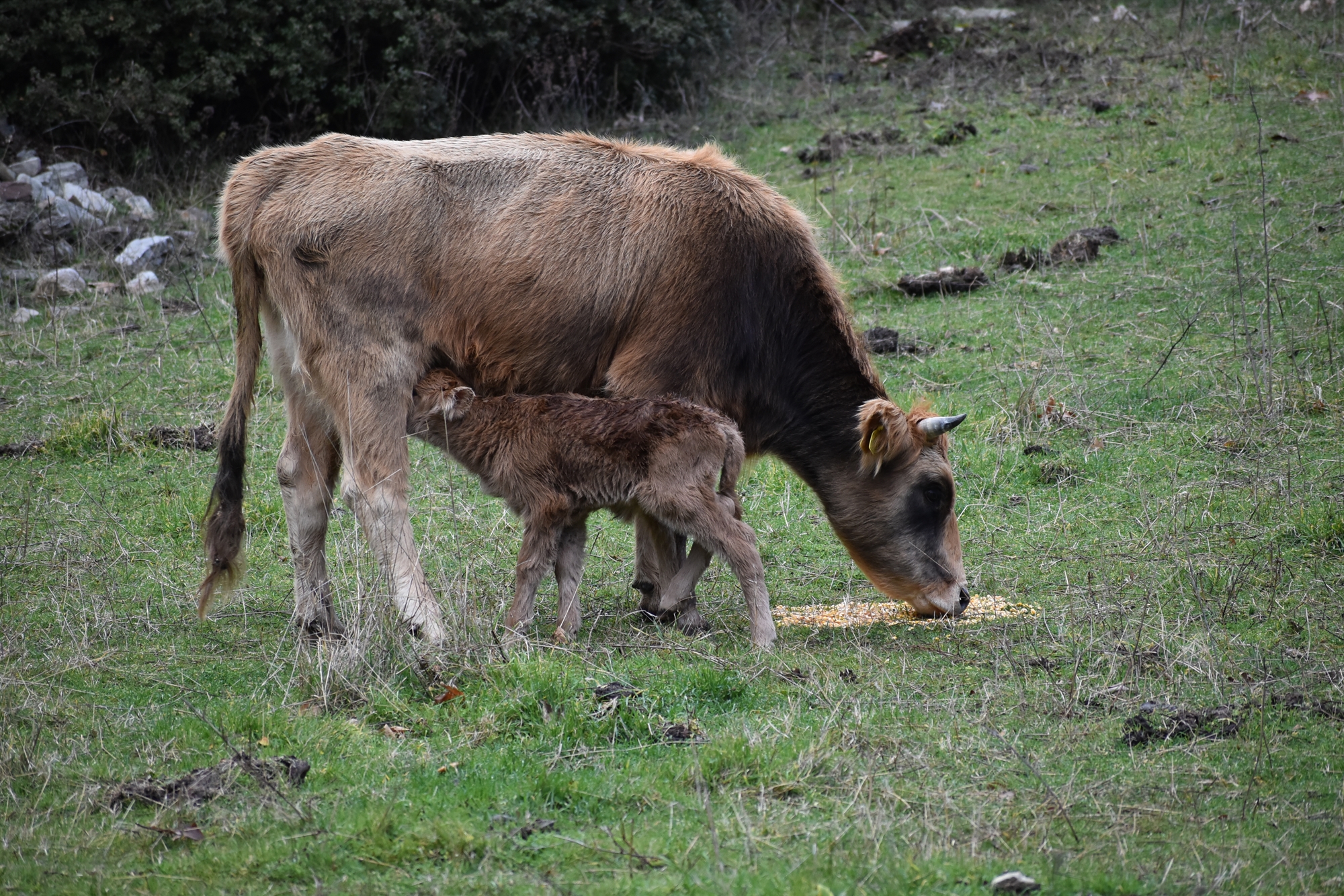 Ευκαιρίες κρυμμένες στα ορεινά – Πώς θα εποικιστεί η ραχοκοκαλιά της χώρας-2
