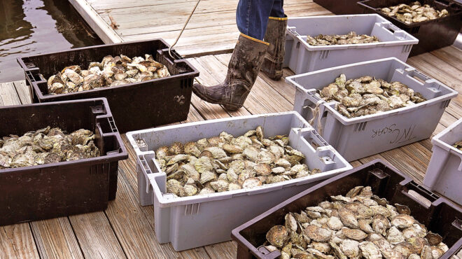 τα-οστρακοειδή-κάνουν-καλό-στην-υγεία-563395396