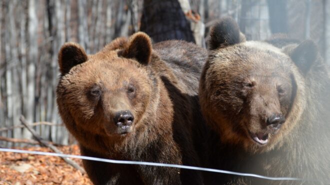 αρκτούρος-η-σάσα-και-η-αλεξάνδρα-είπαν-563398045