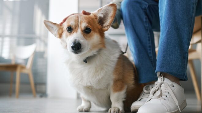 to-πετ-σίτινγκ-είναι-η-πιο-δημοφιλής-δου-563360329