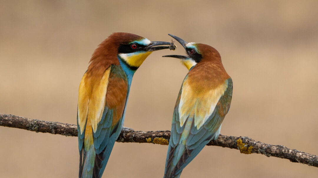 τα-ζώα-που-ανταλλάζουν-δώρα-563390989