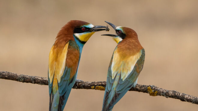 τα-ζώα-που-ανταλλάζουν-δώρα-563390989