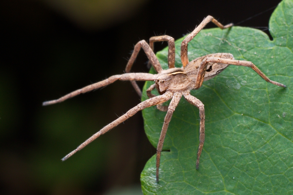 Τα ζώα που ανταλλάζουν δώρα-2