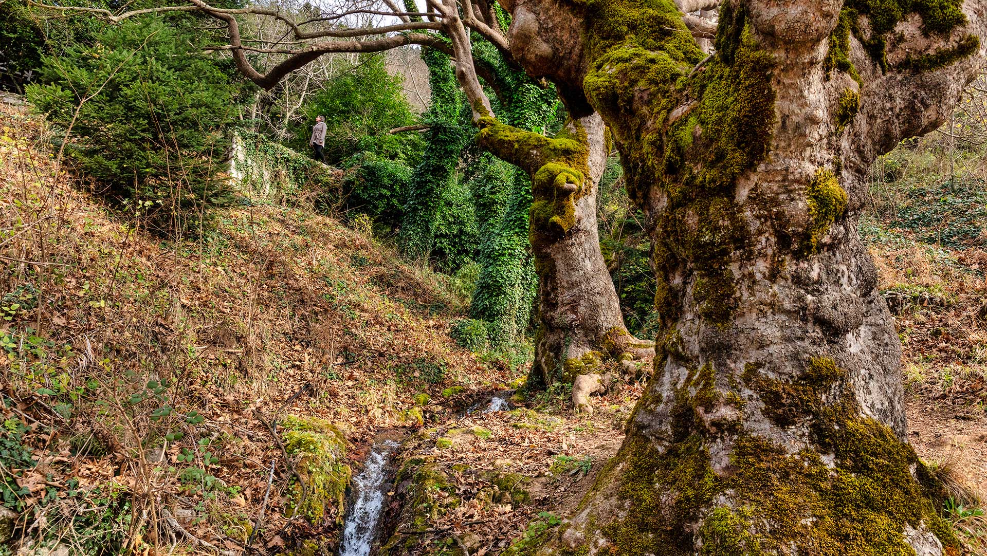 Η Βάργιανη είναι η αντι-σταρ του Παρνασσού -5