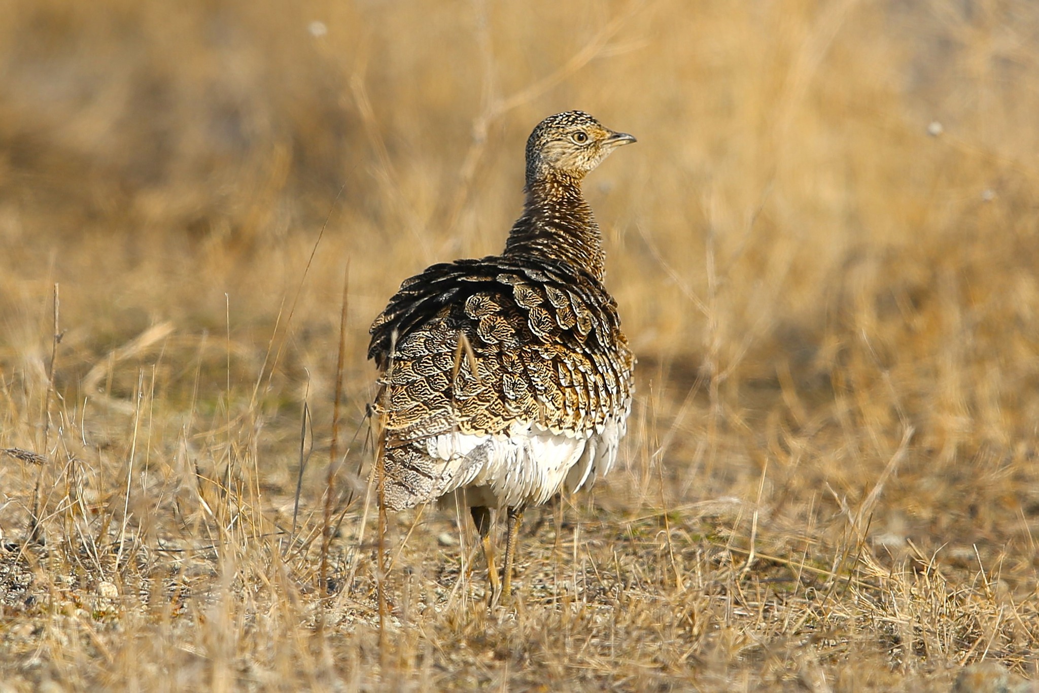 Οι Χαμωτίδες επέστρεψαν στο Δέλτα του Εβρου μετά από 108 χρόνια-2