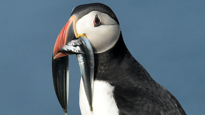 δικαστική-κόντρα-για-ένα-μικρό-ψάρι-563440660