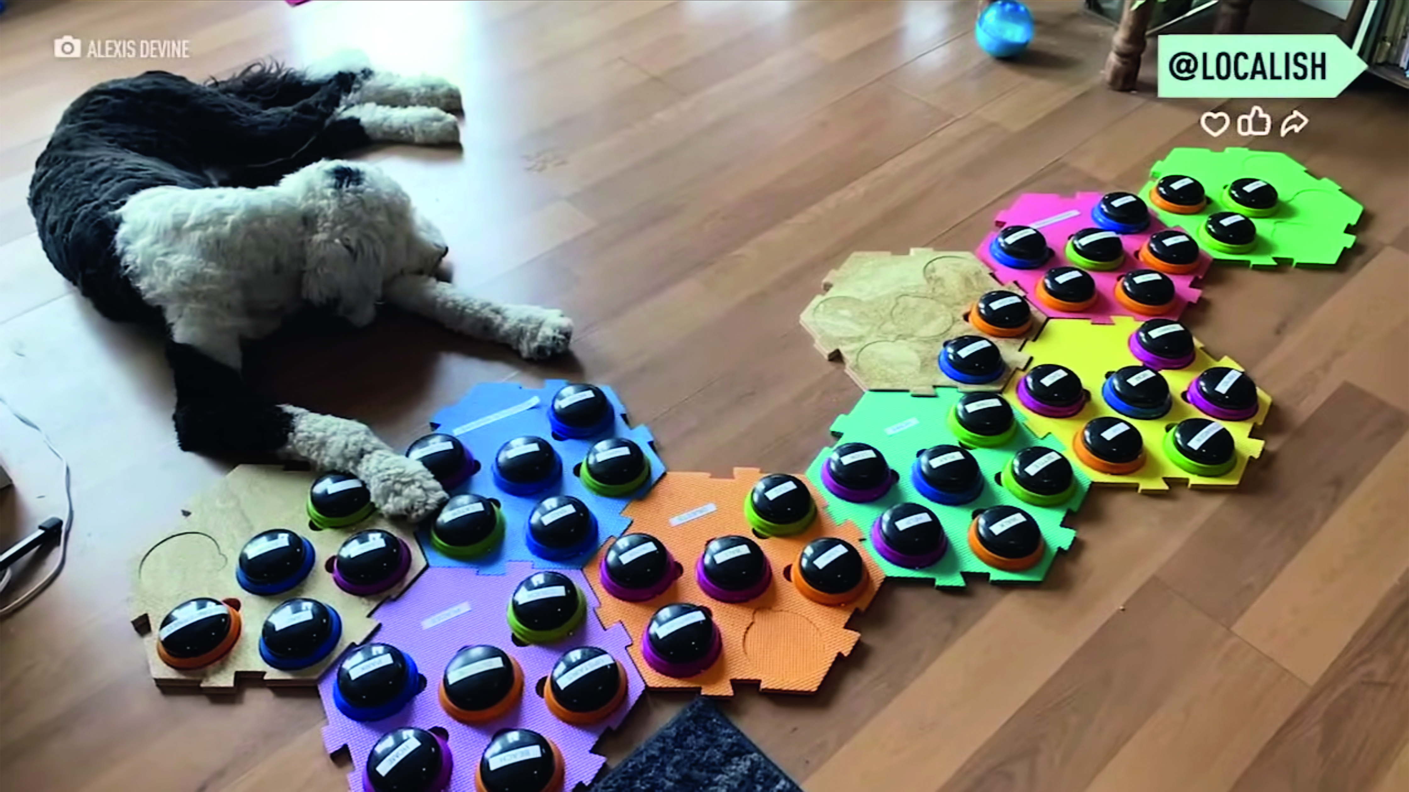 Το μυστήριο των σκύλων που μιλάνε-5