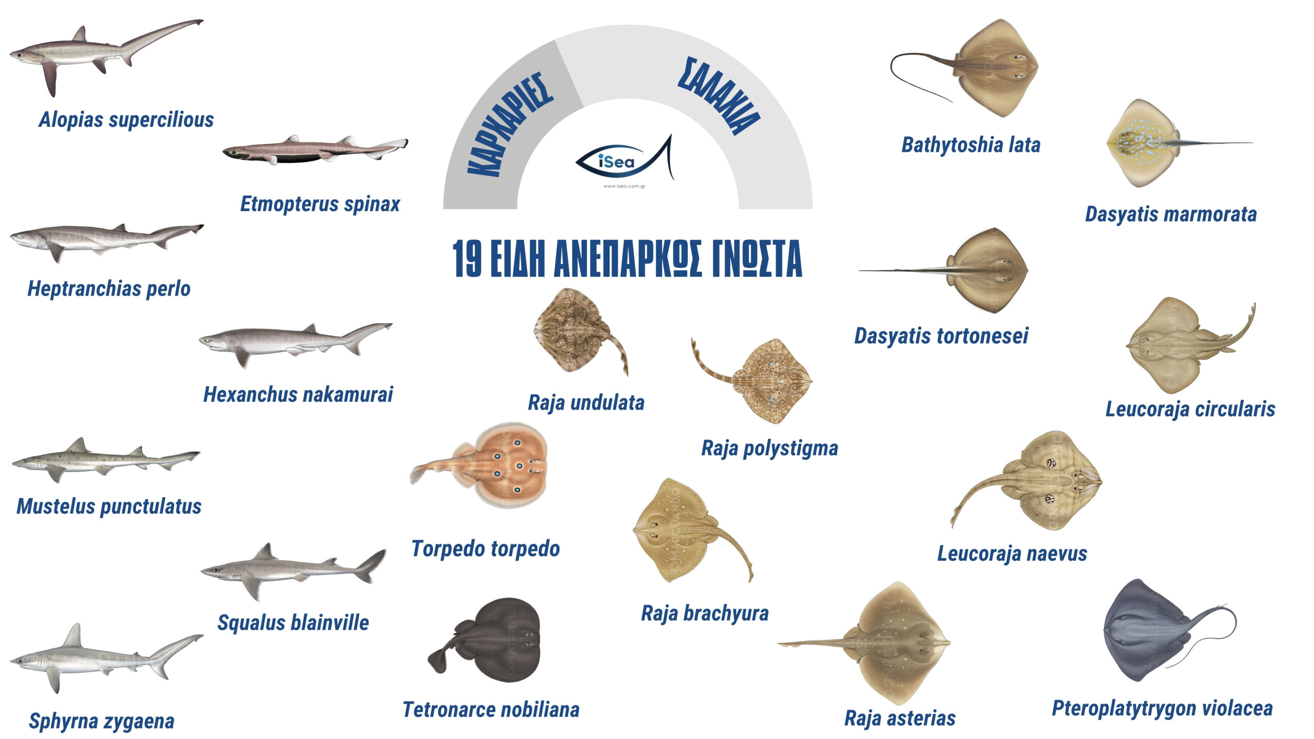 Οι άγνωστοι καρχαρίες των ελληνικών θαλασσών-4