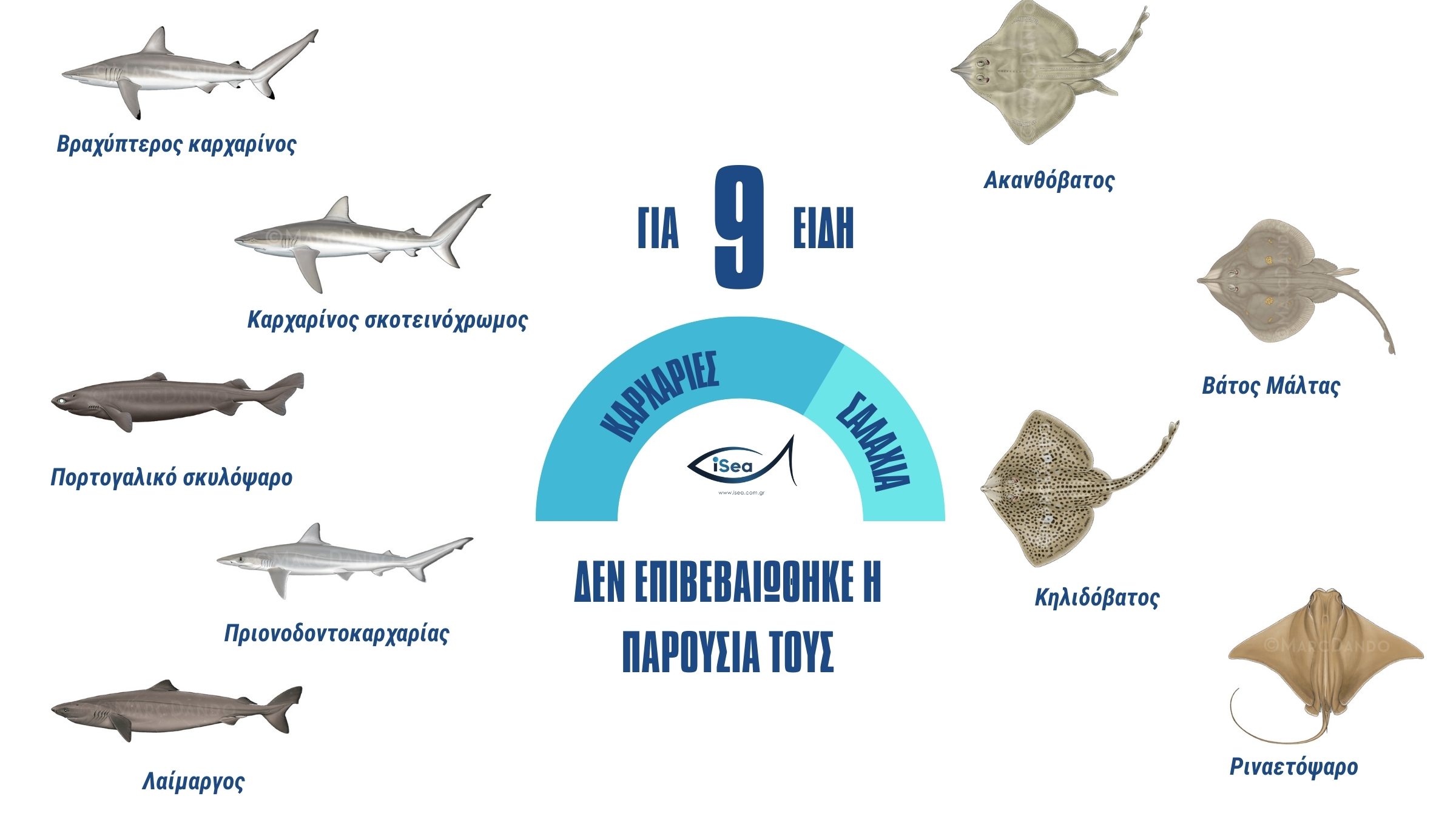 Οι άγνωστοι καρχαρίες των ελληνικών θαλασσών-5