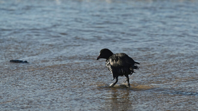 πετρελαιοκηλίδα-στη-μαύρη-θάλασσα-η-ρ-563399479