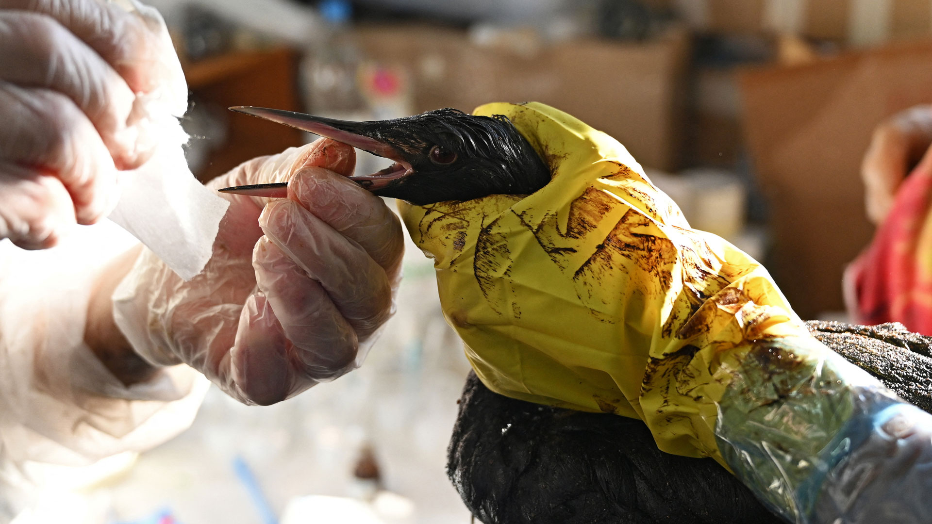 Πετρελαιοκηλίδα στη Μαύρη Θάλασσα: Η ρύπανση εξαπλώνεται σε περισσότερες ακτές-3