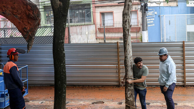 ο-αρχιτέκτονας-και-το-δένδρο-563411101