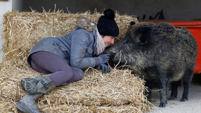 γαλλία-τα-αγριογούρουνα-είναι-κατοικ-563420344