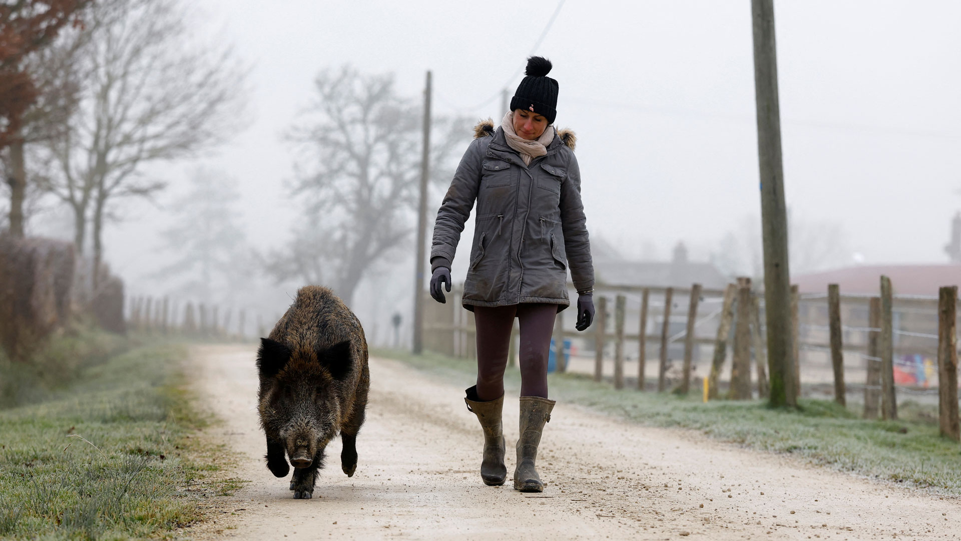 Γαλλία: Τα αγριογούρουνα είναι κατοικίδια με απόφαση δικαστηρίου-1
