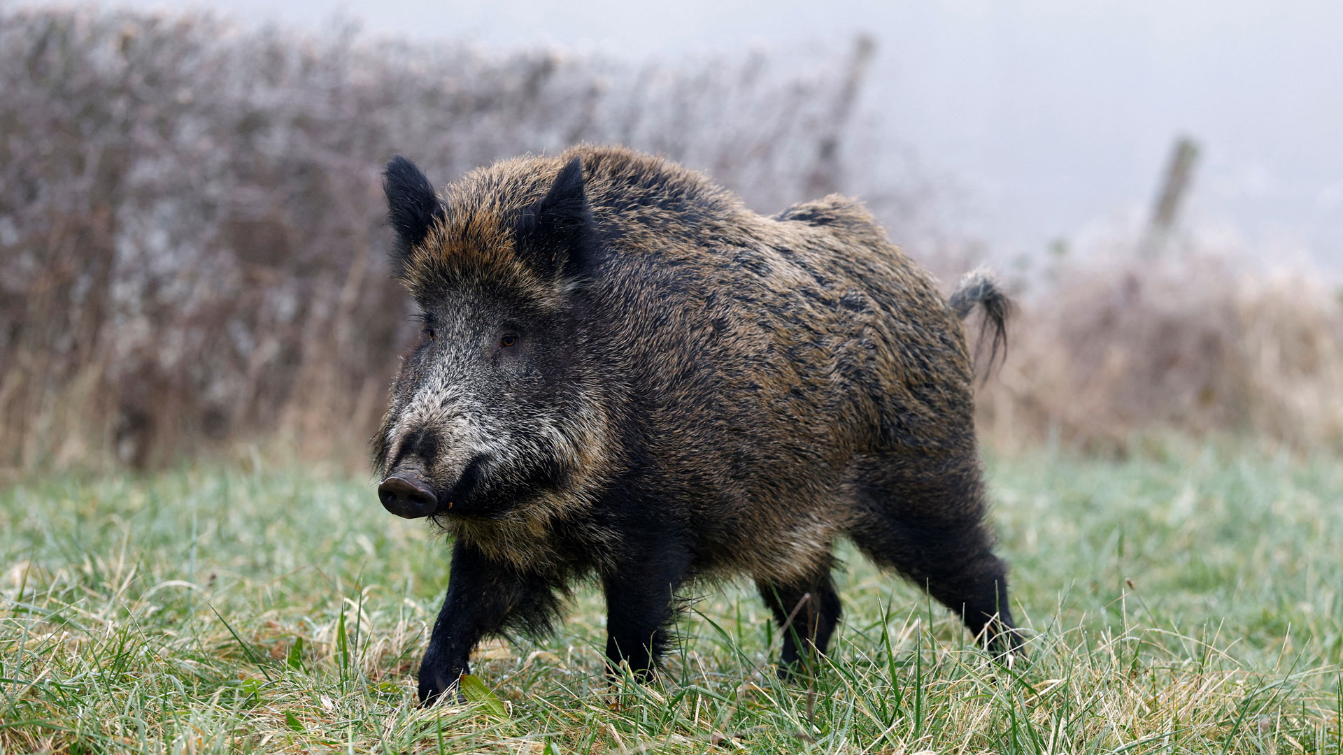 Γαλλία: Τα αγριογούρουνα είναι κατοικίδια με απόφαση δικαστηρίου-4