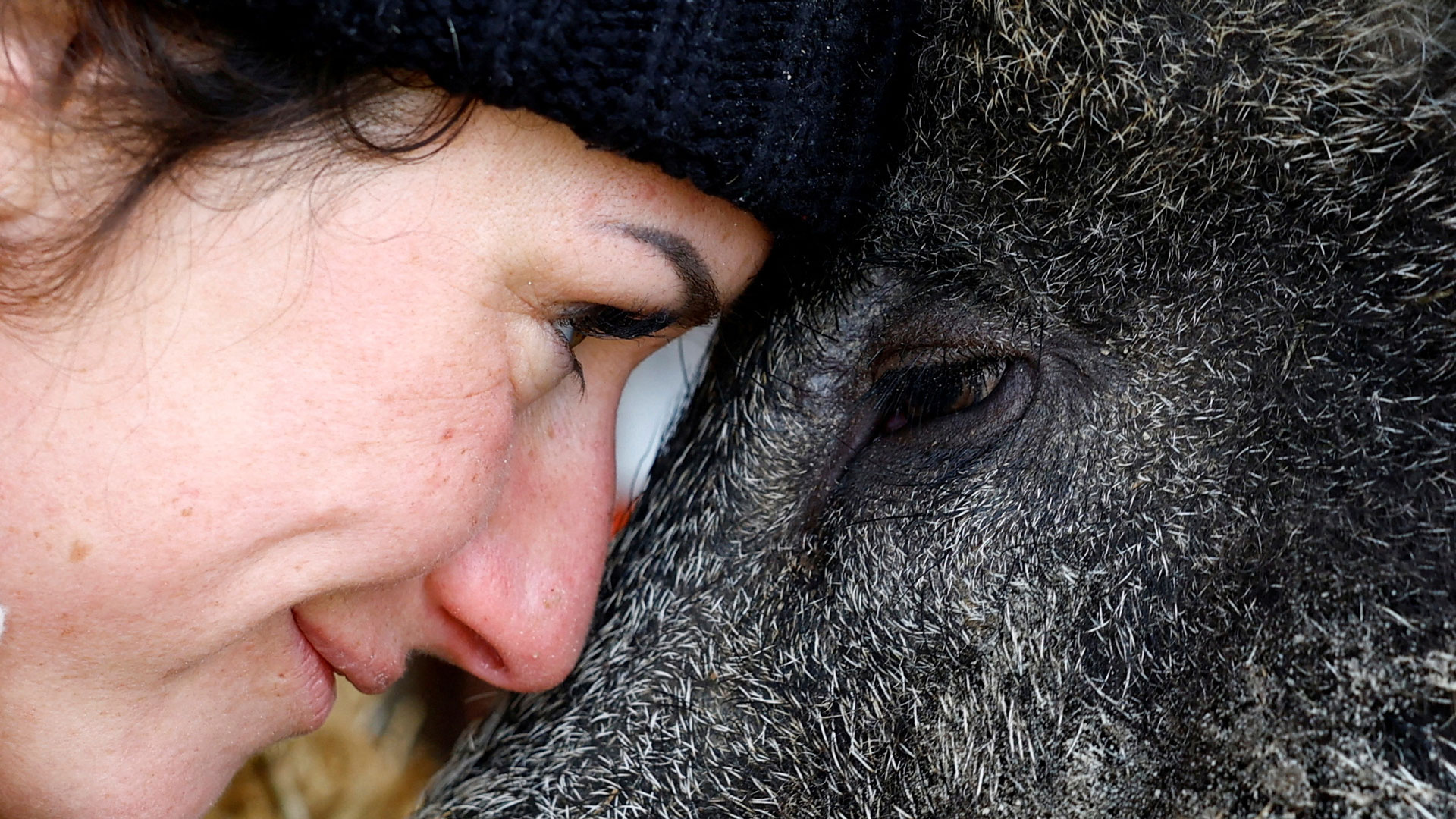 Γαλλία: Τα αγριογούρουνα είναι κατοικίδια με απόφαση δικαστηρίου-3