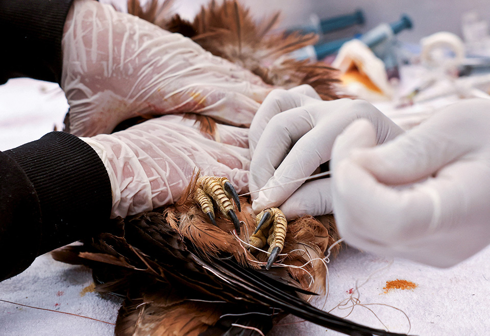 Νομική διαμάχη για την Rillette-2