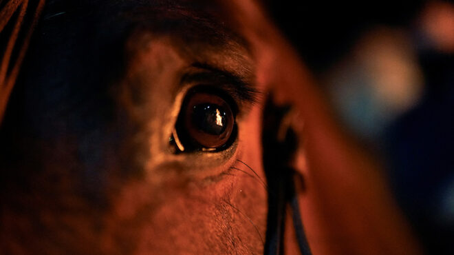 του-αγίου-αντωνίου-563422756