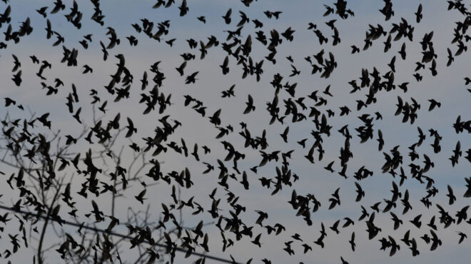 ναύπλιο-χιλιάδες-ψαρόνια-έκρυψαν-τ-563440495