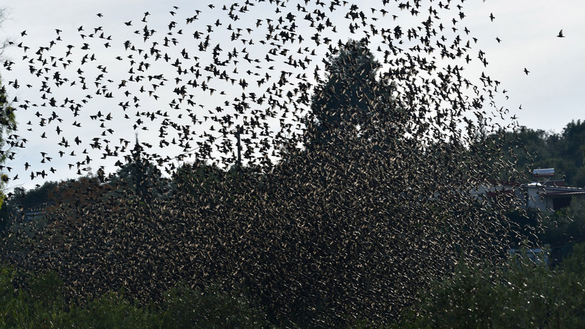 Ναύπλιο: Χιλιάδες ψαρόνια «έκρυψαν» τον ουρανό-3