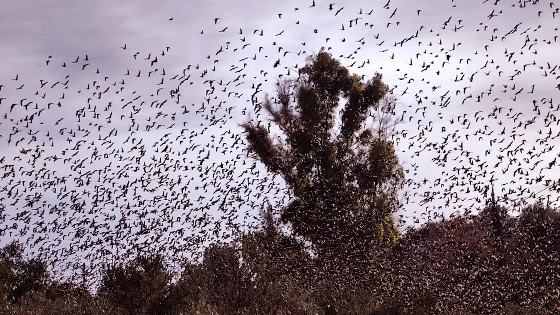Ναύπλιο: Χιλιάδες ψαρόνια «έκρυψαν» τον ουρανό-1