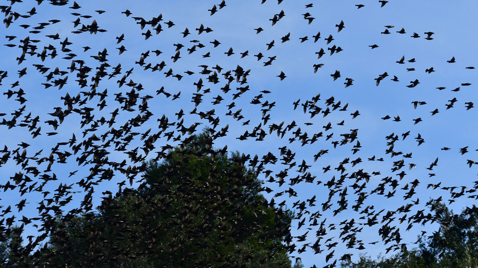 Ναύπλιο: Χιλιάδες ψαρόνια «έκρυψαν» τον ουρανό-2